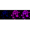 KD-Validated LOXL2 Rabbit mAb (20 μl)