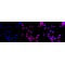 KD-Validated LRP8 Rabbit mAb (20 μl)