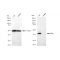 KD-Validated ERK1 Rabbit mAb (20 μl)
