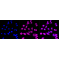 KD-Validated ERK1 Rabbit mAb (20 μl)