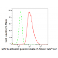 KD-Validated MAPKAPK2 Rabbit mAb (20 μl)