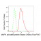 KD-Validated MAPKAPK2 Rabbit mAb (20 μl)