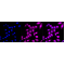 KD-Validated MAPKAPK2 Rabbit mAb (20 μl)