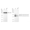 KD-Validated MAPKAPK2 Rabbit mAb (20 μl)