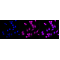 KD-Validated CD146 Rabbit mAb (20 μl)