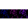 KD-Validated MCM3 Rabbit mAb (20 μl)