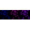 KD-Validated MCM3 Rabbit mAb (20 μl)