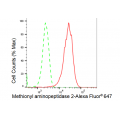KD-Validated METAP2 Rabbit mAb (20 μl)