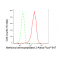 KD-Validated METAP2 Rabbit mAb (20 μl)
