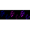 KD-Validated METAP2 Rabbit mAb (20 μl)