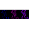 KD-Validated MLKL Rabbit mAb (20 μl)