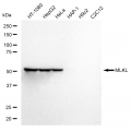 KD-Validated MLKL Rabbit mAb (20 μl)