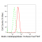 KD-Validated MMP14 Rabbit mAb (20 μl)