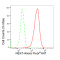 KD-Validated NEK7 Rabbit mAb (20 μl)