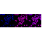 KD-Validated NEK7 Rabbit mAb (20 μl)