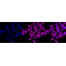 KD-Validated PAFAH1B1 Rabbit mAb (20 μl)