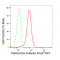 KD-Validated Paired box 6 Rabbit mAb (20 μl)