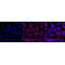 KD-Validated Paired box 6 Rabbit mAb (20 μl)