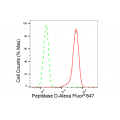 KD-Validated PEPD Rabbit mAb (20 μl)