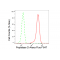 KD-Validated PEPD Rabbit mAb (20 μl)