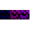 KD-Validated PEPD Rabbit mAb (20 μl)