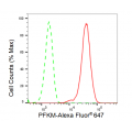 KD-Validated PFKM Rabbit mAb (20 μl)