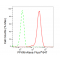 KD-Validated PFKM Rabbit mAb (20 μl)