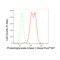 KD-Validated PGK1 Rabbit mAb (20 μl)
