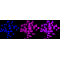KD-Validated PLAA Rabbit mAb (20 μl)