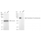 KD-Validated PLAA Rabbit mAb (20 μl)