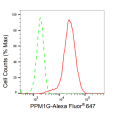 KD-Validated PPM1G Rabbit mAb (20 μl)