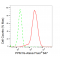 KD-Validated PPM1G Rabbit mAb (20 μl)