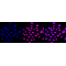 KD-Validated PPM1G Rabbit mAb (20 μl)
