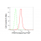 KD-Validated PPM1G Rabbit mAb (20 μl)