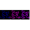 KD-Validated PPM1G Rabbit mAb (20 μl)