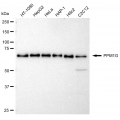 KD-Validated PPM1G Rabbit mAb (20 μl)