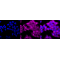 KD-Validated Phospho-AMPKA1 (S496) Rabbit mAb (20 μl)