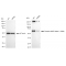 KD-Validated Phospho-AMPKA1 (S496) Rabbit mAb (20 μl)