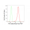 KD-Validated PRKCD Rabbit mAb (20 μl)