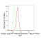 KD-Validated PRMT7 Rabbit mAb (20 μl)