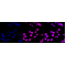 KD-Validated PRMT7 Rabbit mAb (20 μl)