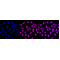 KD-Validated PTPN11 Rabbit mAb (20 μl)