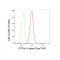 KD-Validated PTPN11 Rabbit mAb (20 μl)