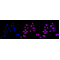 KD-Validated PTPN11 Rabbit mAb (20 μl)
