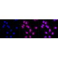 KD-Validated PVR Rabbit mAb (20 μl)