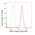 KD-Validated PWP1 Rabbit mAb (20 μl)