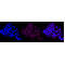 KD-Validated PWP1 Rabbit mAb (20 μl)