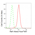 KD-Validated Raf1 Rabbit mAb (20 μl)