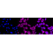 KD-Validated Raf1 Rabbit mAb (20 μl)