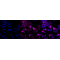 KD-Validated Phospho-Raf1 (S621) Rabbit mAb (20 μl)